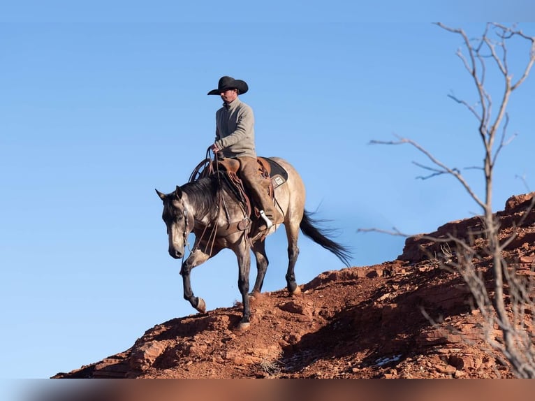 American Quarter Horse Castrone 6 Anni 155 cm Pelle di daino in Canyon, TX