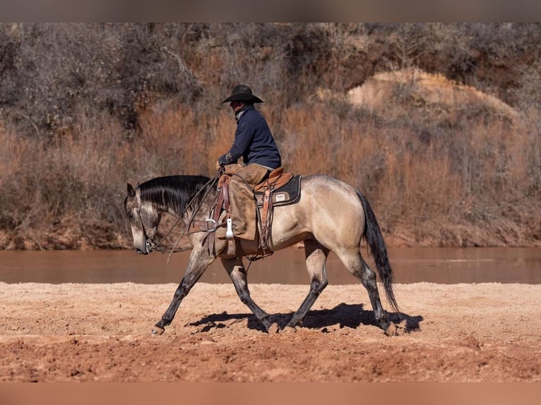 American Quarter Horse Castrone 6 Anni 155 cm Pelle di daino in Canyon, TX