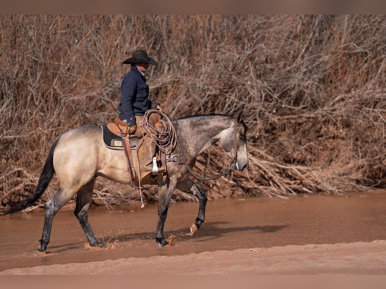 American Quarter Horse Castrone 6 Anni 155 cm Pelle di daino in Canyon, TX