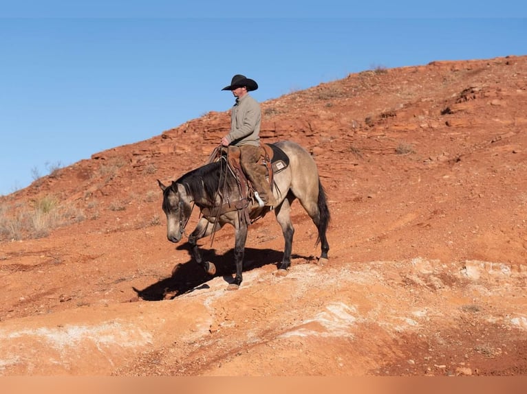 American Quarter Horse Castrone 6 Anni 155 cm Pelle di daino in Canyon, TX