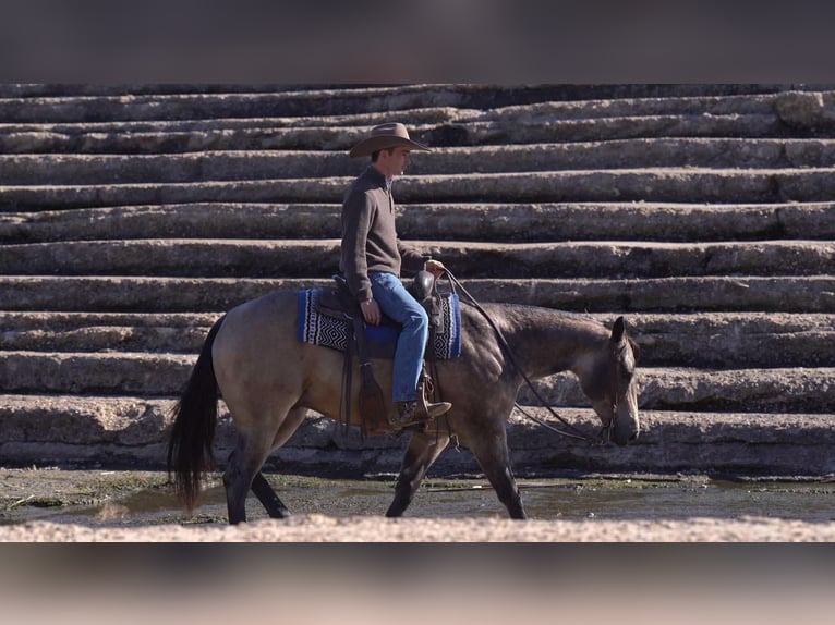 American Quarter Horse Castrone 6 Anni 155 cm Pelle di daino in Canyon, TX