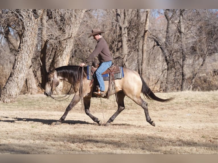 American Quarter Horse Castrone 6 Anni 155 cm Pelle di daino in Canyon, TX