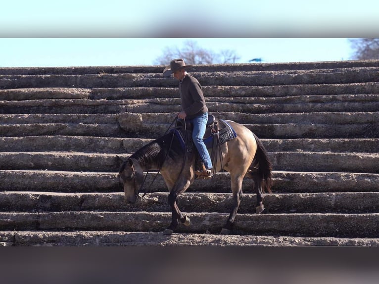 American Quarter Horse Castrone 6 Anni 155 cm Pelle di daino in Canyon, TX