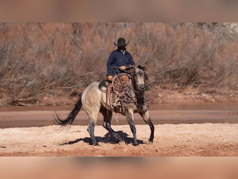 American Quarter Horse Castrone 6 Anni 155 cm Pelle di daino in Canyon, TX