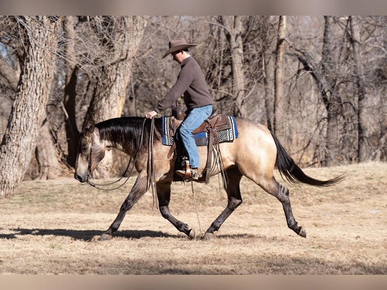 American Quarter Horse Castrone 6 Anni 155 cm Pelle di daino in Canyon, TX