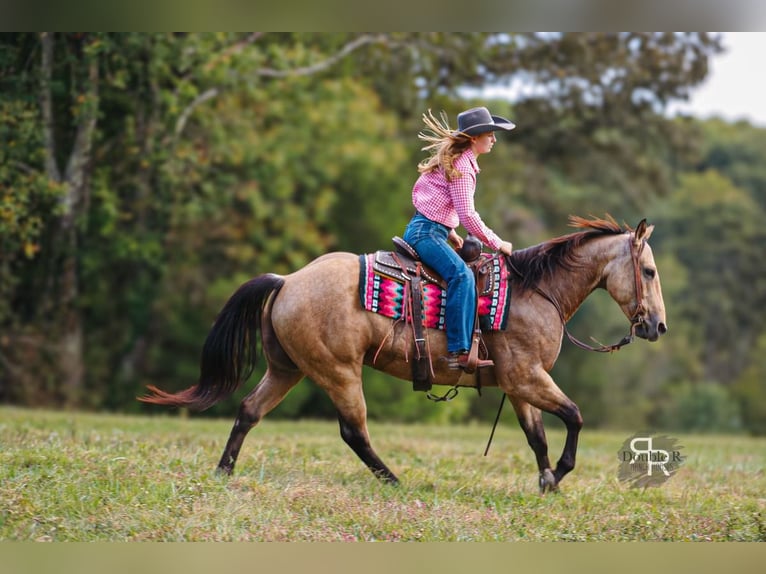 American Quarter Horse Castrone 6 Anni 155 cm Pelle di daino in Lyles