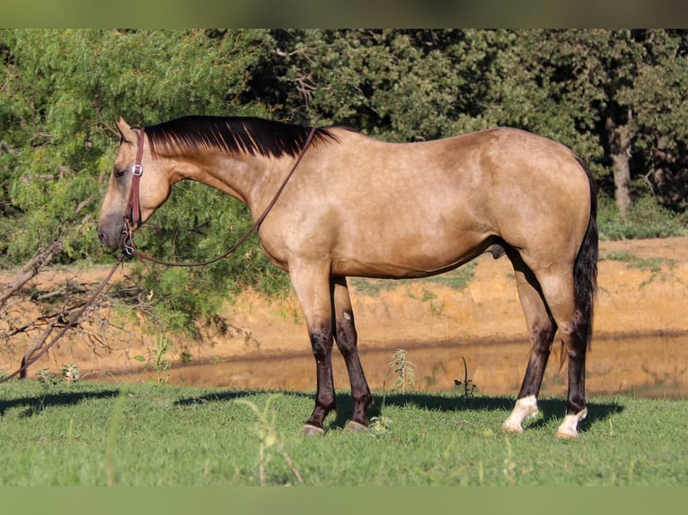 American Quarter Horse Castrone 6 Anni 155 cm Pelle di daino in Cleburne TX