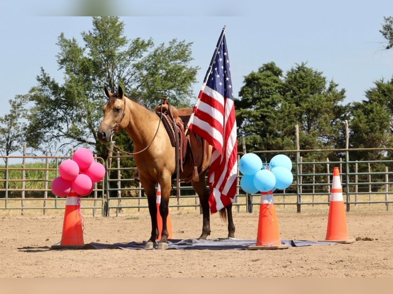 American Quarter Horse Castrone 6 Anni 155 cm Pelle di daino in Purdy, MO