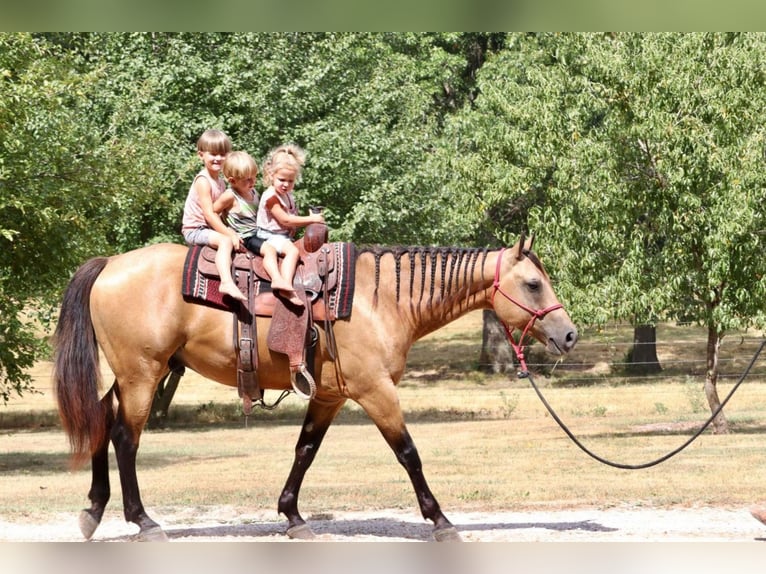 American Quarter Horse Castrone 6 Anni 155 cm Pelle di daino in Purdy, MO