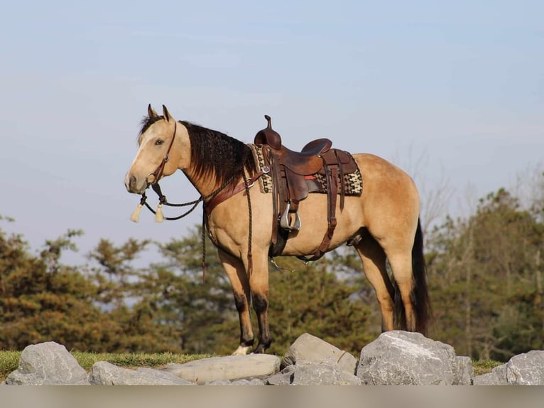 American Quarter Horse Castrone 6 Anni 155 cm Pelle di daino in Rebersburg, PA