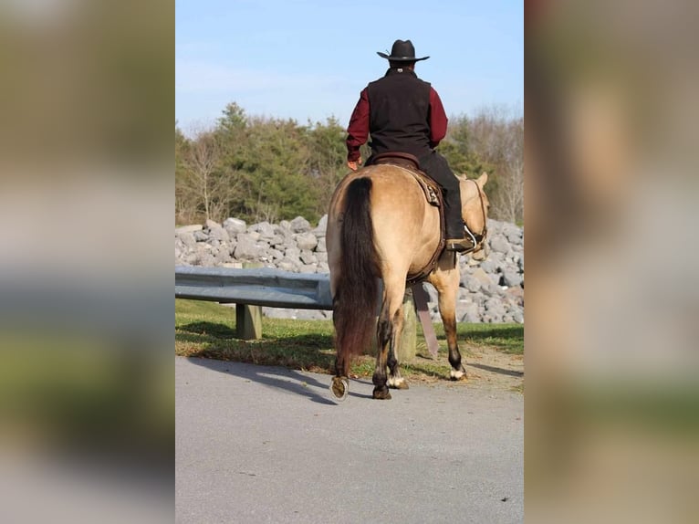 American Quarter Horse Castrone 6 Anni 155 cm Pelle di daino in Rebersburg, PA