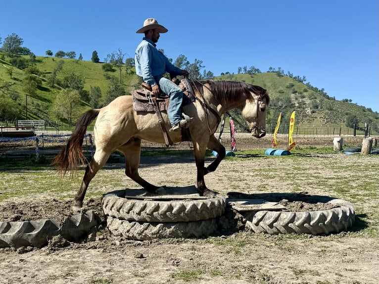 American Quarter Horse Castrone 6 Anni 155 cm Pelle di daino in Tres Pinos