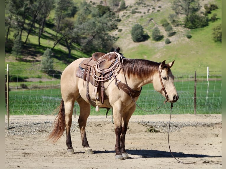 American Quarter Horse Castrone 6 Anni 155 cm Pelle di daino in Tres Pinos