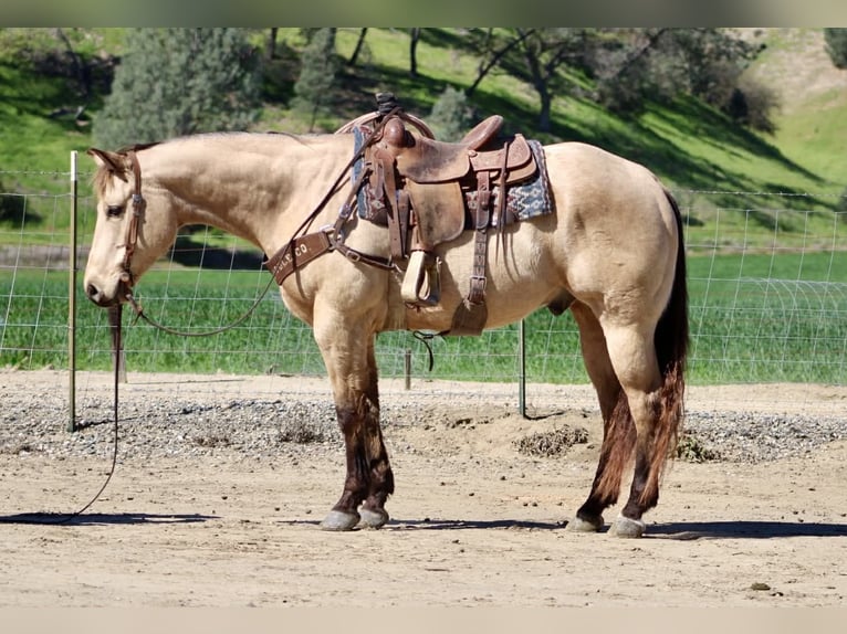 American Quarter Horse Castrone 6 Anni 155 cm Pelle di daino in Tres Pinos