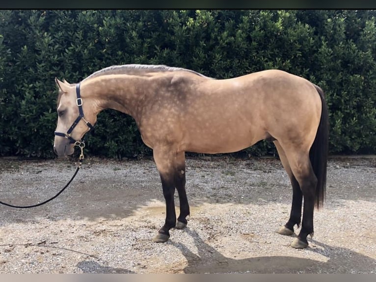 American Quarter Horse Castrone 6 Anni 155 cm Pelle di daino in Bruchsal