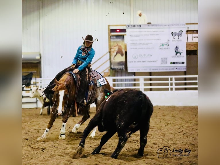 American Quarter Horse Castrone 6 Anni 155 cm Rabicano in Lake Lillian, MN