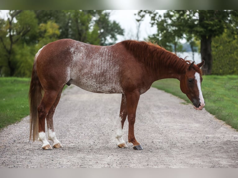 American Quarter Horse Castrone 6 Anni 155 cm Rabicano in Lake Lillian, MN
