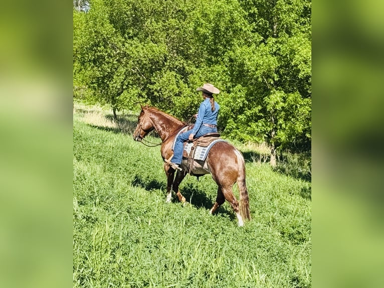 American Quarter Horse Castrone 6 Anni 155 cm Rabicano in Lake Lillian, MN