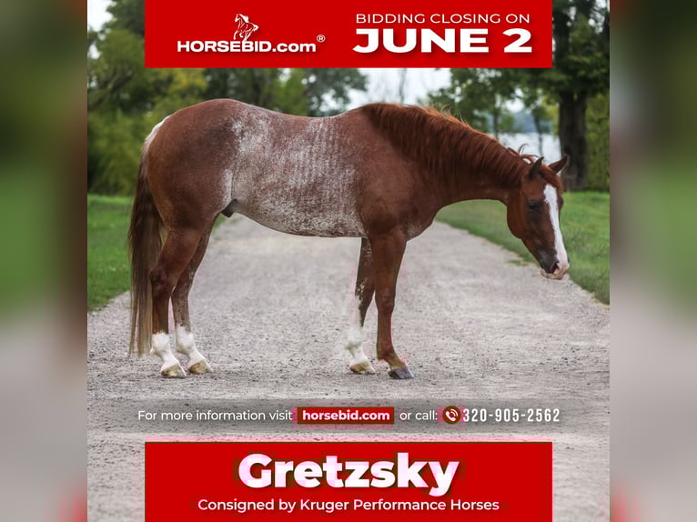 American Quarter Horse Castrone 6 Anni 155 cm Rabicano in Lake Lillian, MN