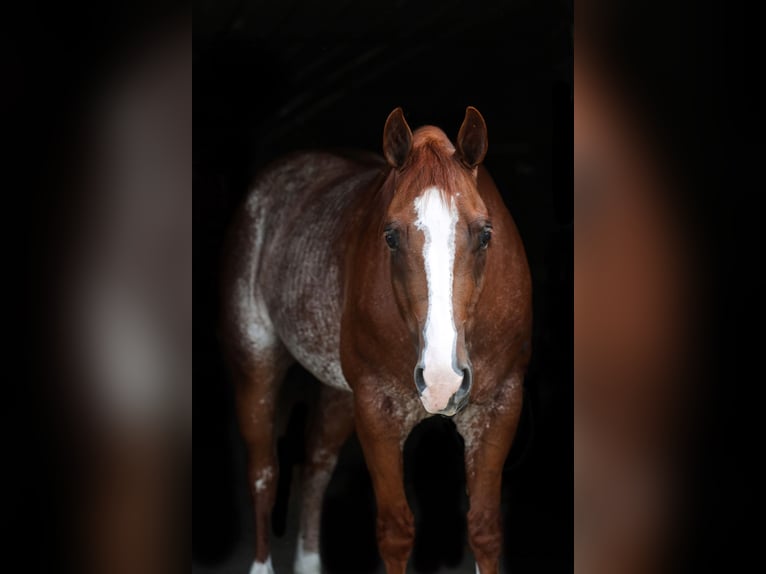American Quarter Horse Castrone 6 Anni 155 cm Rabicano in Lake Lillian, MN