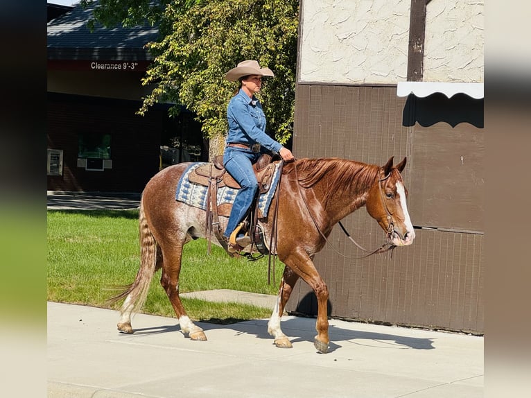 American Quarter Horse Castrone 6 Anni 155 cm Rabicano in Lake Lillian, MN