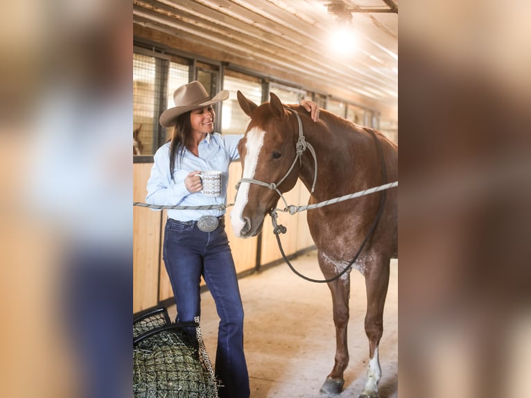 American Quarter Horse Castrone 6 Anni 155 cm Rabicano in Lake Lillian, MN