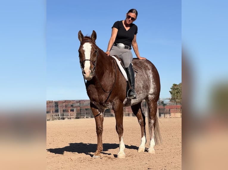 American Quarter Horse Castrone 6 Anni 155 cm Rabicano in Lake Lillian, MN