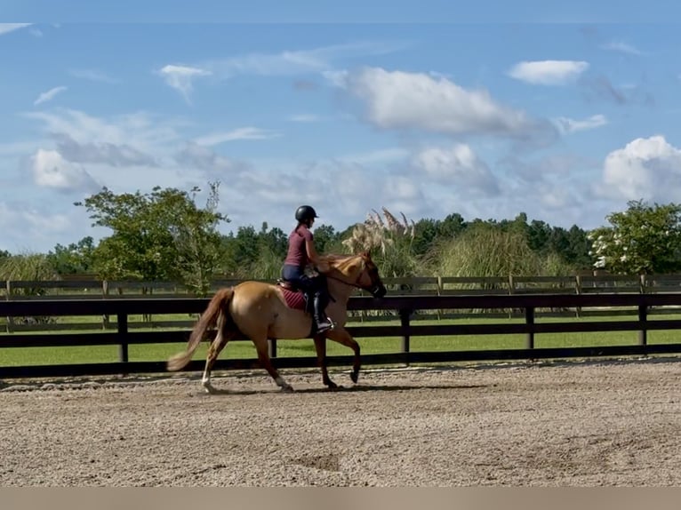 American Quarter Horse Castrone 6 Anni 155 cm Red dun in Johnston