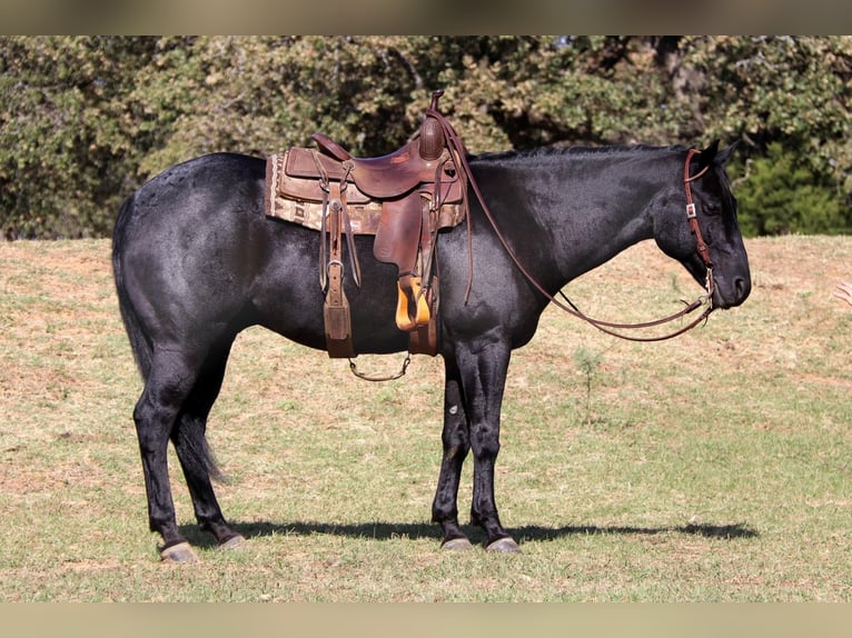 American Quarter Horse Castrone 6 Anni 155 cm Roano blu in Cleburne, TX