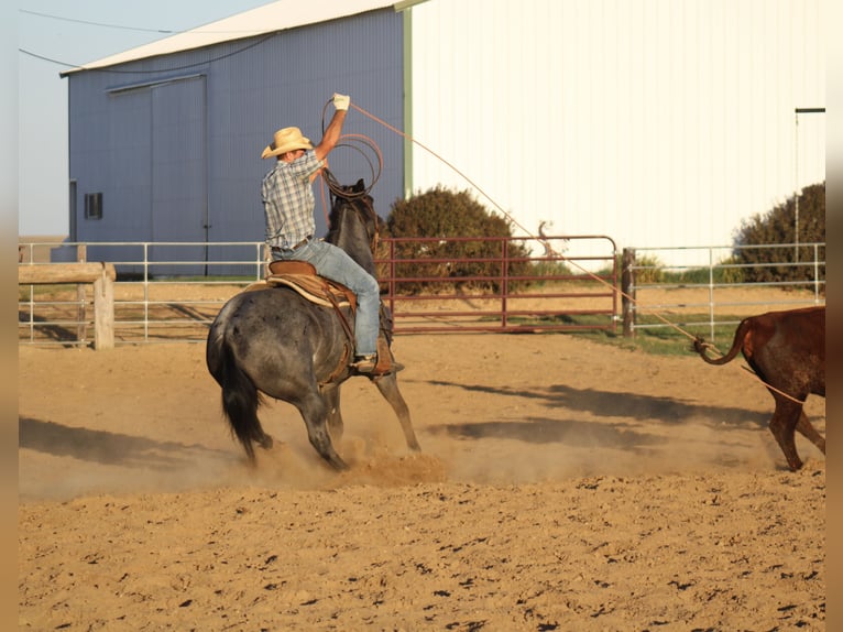 American Quarter Horse Castrone 6 Anni 155 cm Roano blu in La Motte, IA