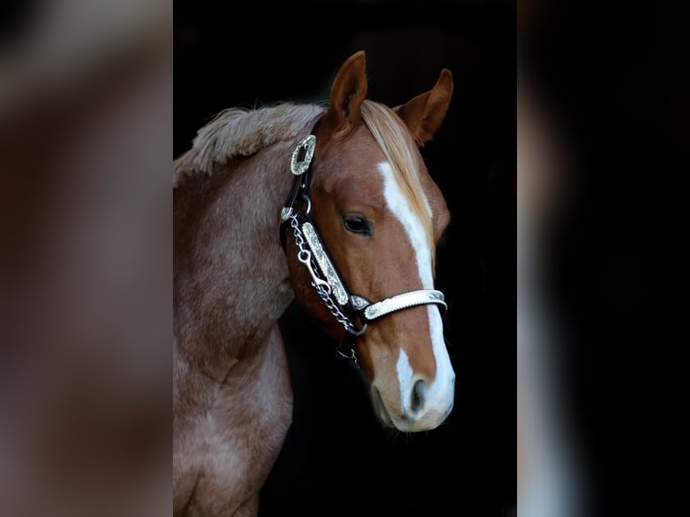 American Quarter Horse Castrone 6 Anni 155 cm Roano rosso in Steyerberg