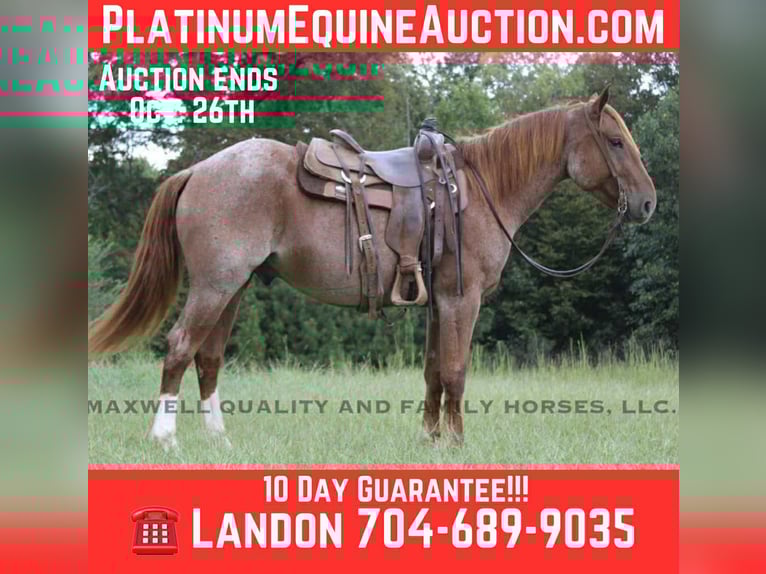American Quarter Horse Castrone 6 Anni 155 cm Roano rosso in Cherryville NC