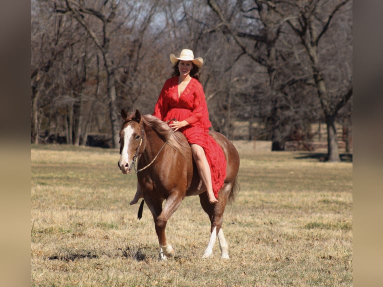 American Quarter Horse Castrone 6 Anni 155 cm Roano rosso in Baxter Springs