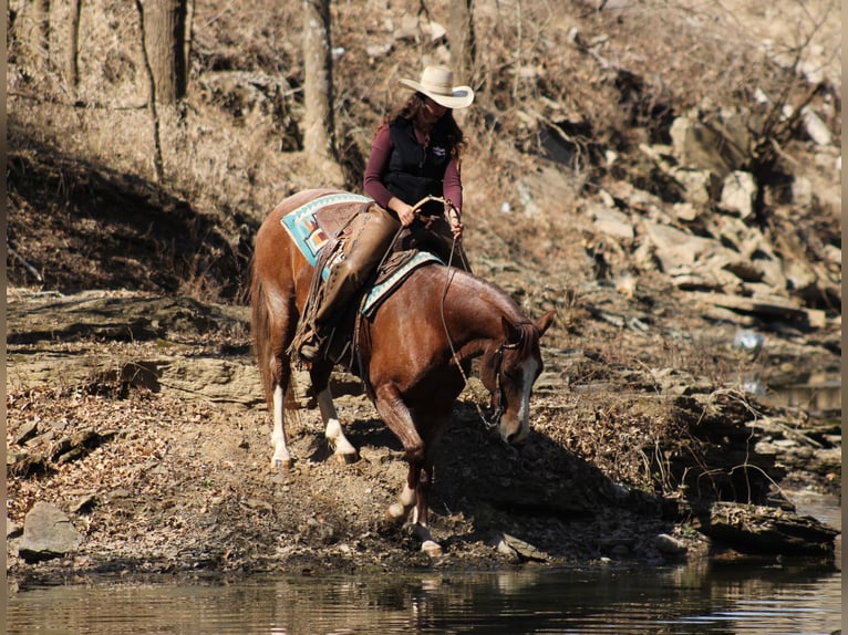 American Quarter Horse Castrone 6 Anni 155 cm Roano rosso in Baxter Springs