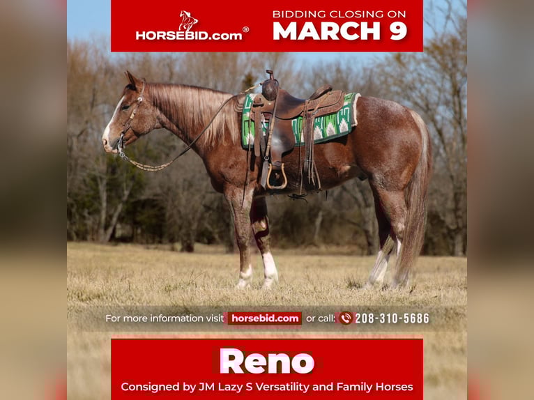 American Quarter Horse Castrone 6 Anni 155 cm Roano rosso in Baxter Springs