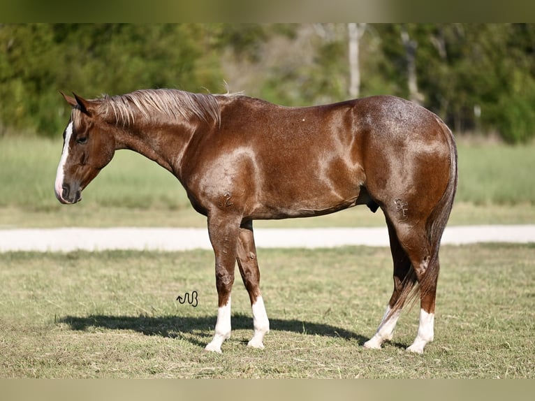 American Quarter Horse Castrone 6 Anni 155 cm Roano rosso in Cresson, TX