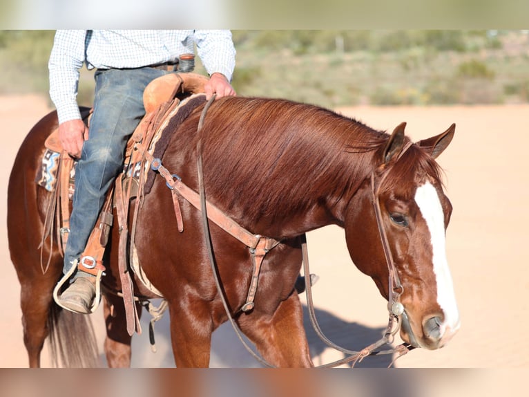 American Quarter Horse Castrone 6 Anni 155 cm Sauro ciliegia in Cave Creek
