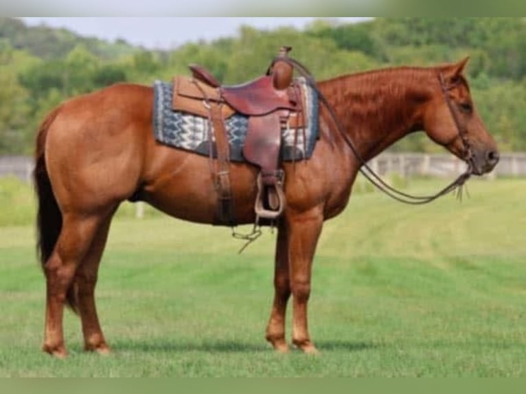 American Quarter Horse Castrone 6 Anni 155 cm Sauro ciliegia in New Ringgold, PA