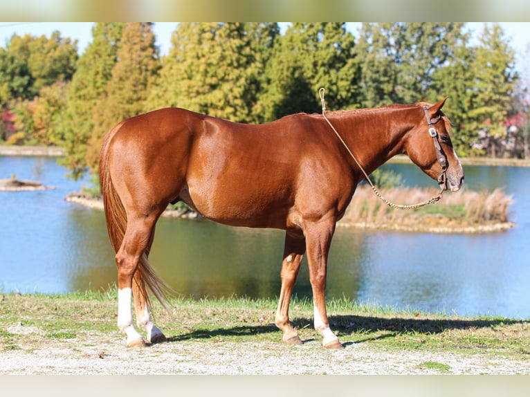 American Quarter Horse Castrone 6 Anni 155 cm Sauro ciliegia in Robards