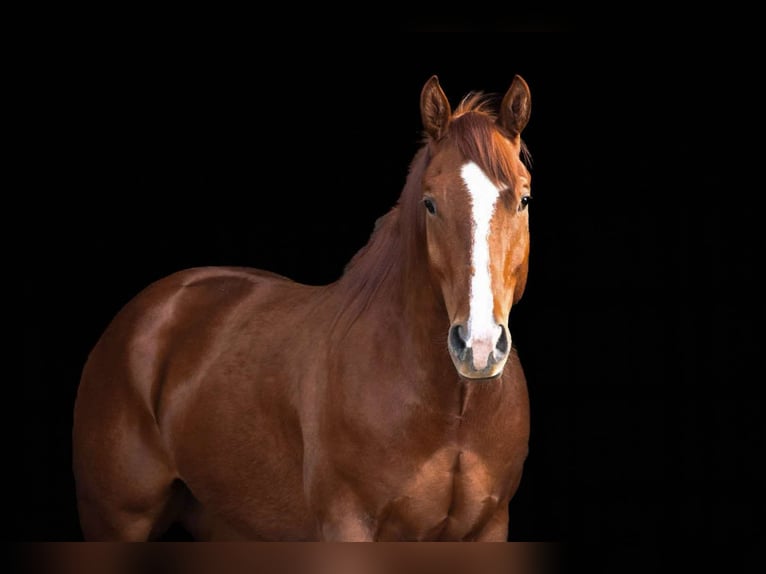 American Quarter Horse Castrone 6 Anni 155 cm Sauro scuro in Cole Camp, MO