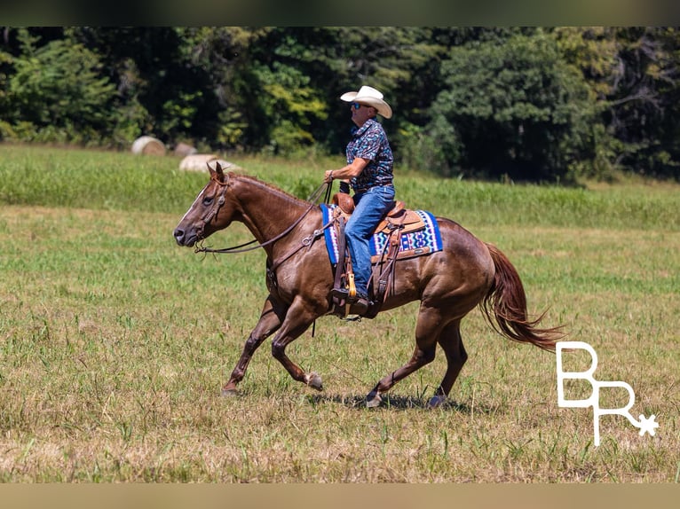 American Quarter Horse Castrone 6 Anni 155 cm Sauro scuro in Mountain Grove MO