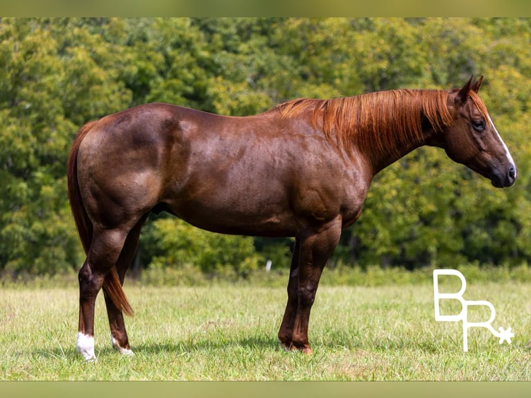 American Quarter Horse Castrone 6 Anni 155 cm Sauro scuro in Mountain Grove MO