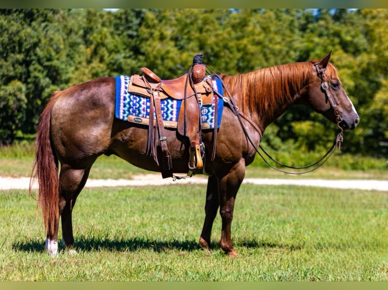 American Quarter Horse Castrone 6 Anni 155 cm Sauro scuro in Mountain Grove MO