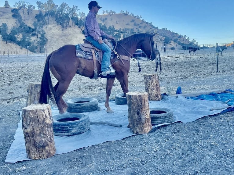 American Quarter Horse Castrone 6 Anni 155 cm Sauro scuro in Paicines CA