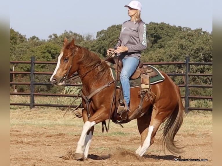 American Quarter Horse Castrone 6 Anni 155 cm Sauro scuro in Weatherford TX