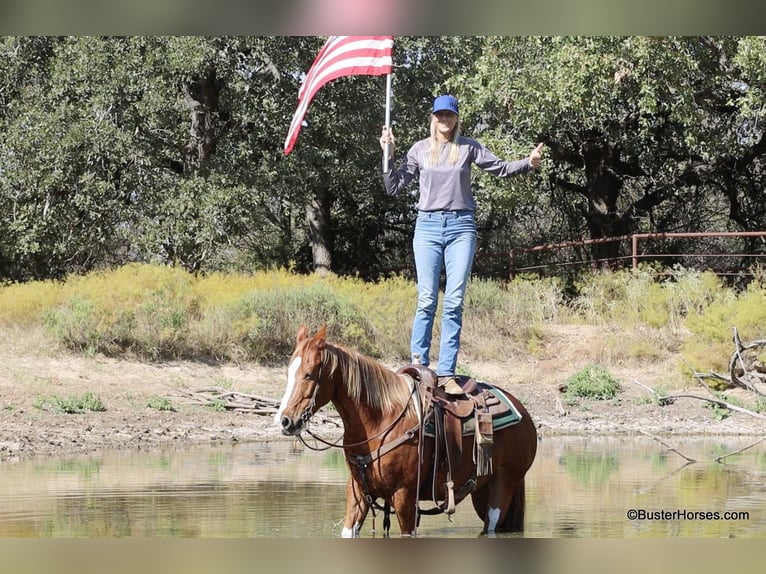 American Quarter Horse Castrone 6 Anni 155 cm Sauro scuro in Weatherford TX