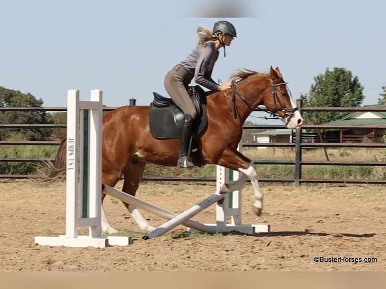 American Quarter Horse Castrone 6 Anni 155 cm Sauro scuro in Weatherford TX