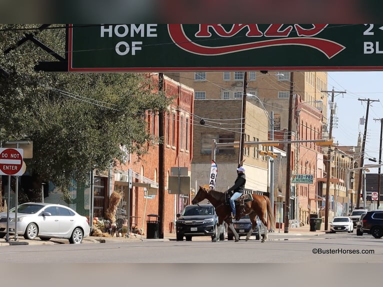 American Quarter Horse Castrone 6 Anni 155 cm Sauro scuro in Weatherford TX