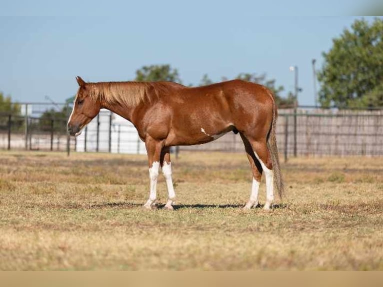 American Quarter Horse Castrone 6 Anni 155 cm Sauro scuro in Weatherford TX