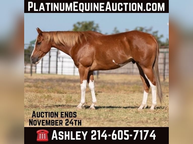 American Quarter Horse Castrone 6 Anni 155 cm Sauro scuro in Weatherford TX